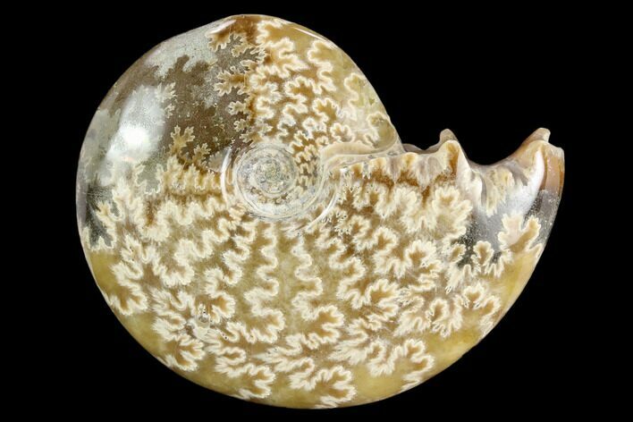 Polished, Agatized Ammonite (Cleoniceras) - Madagascar #117396